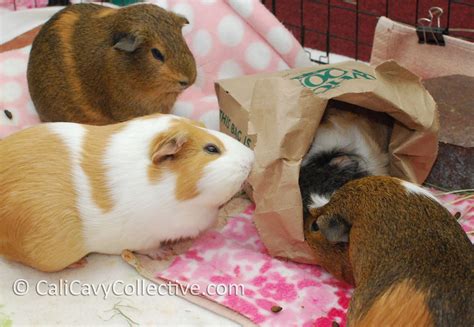 Homemade Guinea Pig Toys Wow Blog