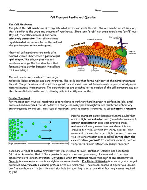 Practice Types Of Cellular Transport