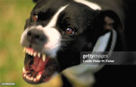 Snarling Dogs Photos and Premium High Res Pictures - Getty Images