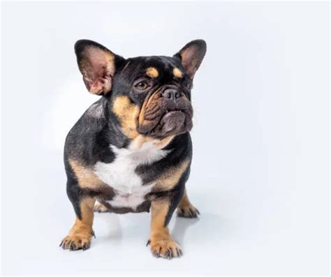 Discover Beautiful AKC French Bulldog Colors! Learn More! - The Bulldog ...