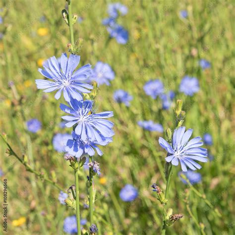 Gemeine Wegwarte Cichorium Intybus Stock Foto Adobe Stock