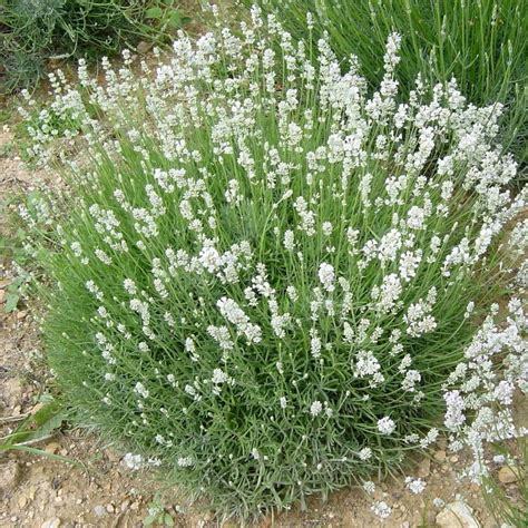 Lavandula Angustifolia Edelweiss Eulenhof Staudeng Rtnerei