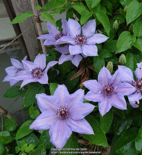 Clematis Bernadine In The Clematis Database