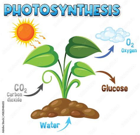 Diagram Of Photosynthesis For Biology And Life Science Education Stock