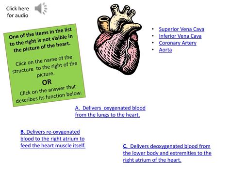 Ppt The Human Heart Powerpoint Presentation Free Download Id 2254677