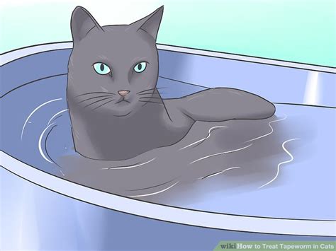 3 Ways to Treat Tapeworm in Cats - wikiHow