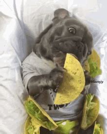 Funny Eating Tacos Gif