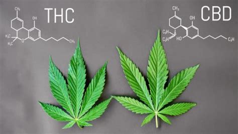 Bioavailability Of Thc And Cbd Why It S Important In Ohio Docmj