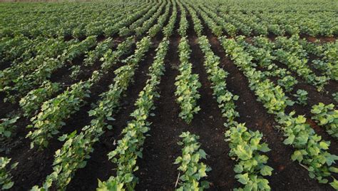 Banco De Imagens Plantar Campo Flor Produzir Colheita