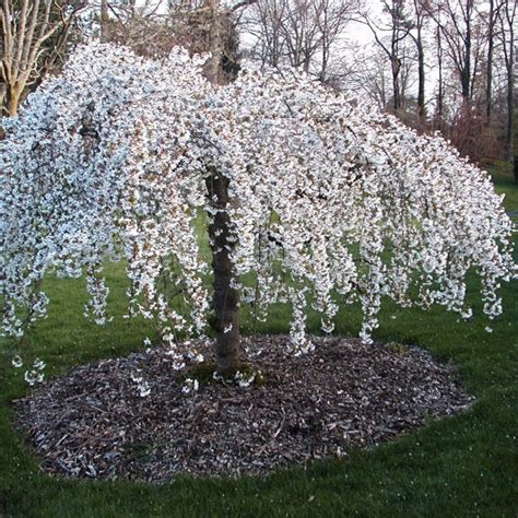 Snow Fountains® Weeping Cherry Tree | New Blooms Nursery