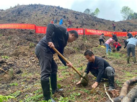 植树造林添新绿 水土保持我先行腾讯新闻