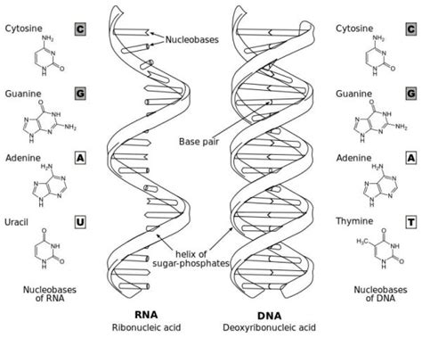 Base Pair Definition Rules And Quiz Biology Dictionary