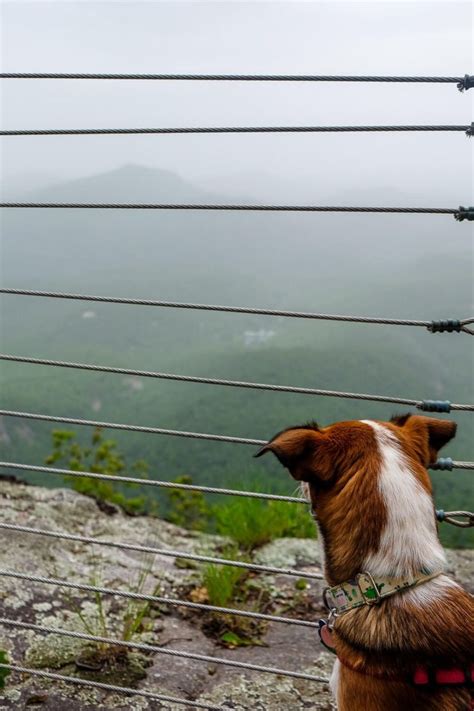 Your Dog Friendly Weekend Guide to Highlands NC