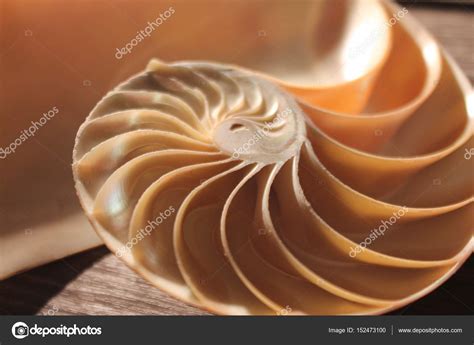 Muschel Nautilus Pearl Fibonacci Sequenz Symmetrie Querschnitt Spirale