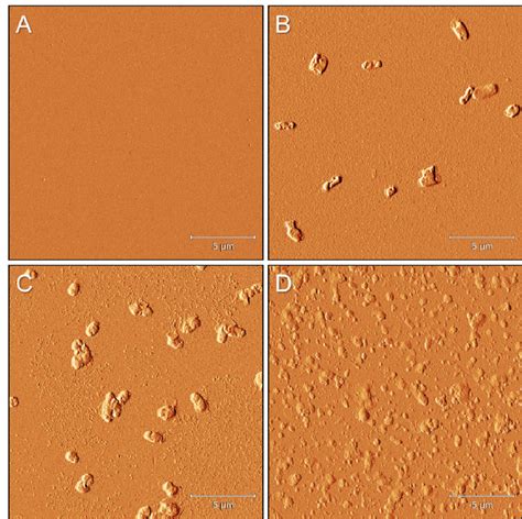 Fig S1 Afm Scans Of S Typhimurium Nonspecifically Captured On Glass