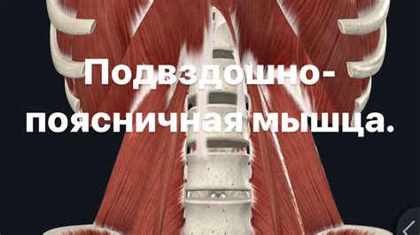 Подвздошно-поясничная мышца и йога. Анатомия. Функции. Синергисты ...