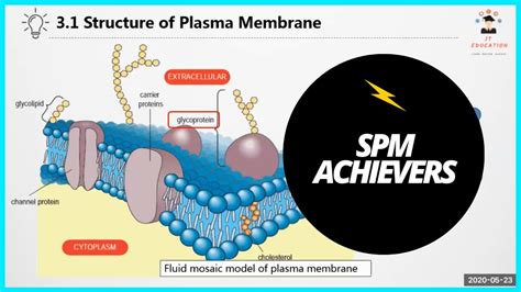 Plasma Membrane Structure And Function Free Biology