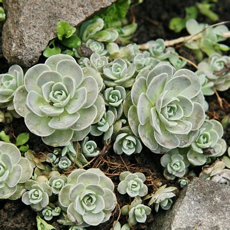 Cold Hardy Succulents– Harddy