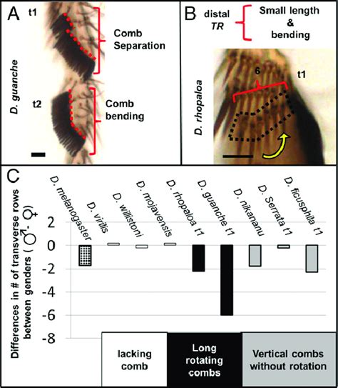 Distal Transverse Row As A Barrier To Rotation Of Long Sex Combs In