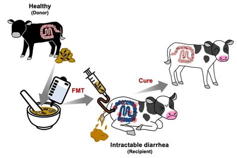 Treating Intractable Diarrhea In Calves And Improving Intestinal Microflora