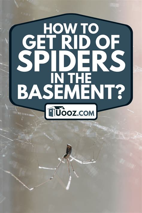 How To Get Rid Of Spiders In The Basement Uooz