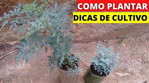 Como Plantar Arruda Em Garrafa Pet Youtube