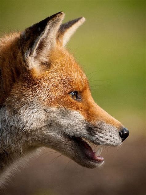 141 Best Fox Head Profile Images On Pinterest Fox Red Fox And Red