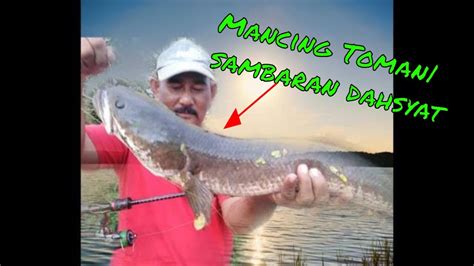 Mancing Ikan Toman Dan Haruan Di Tasik YouTube