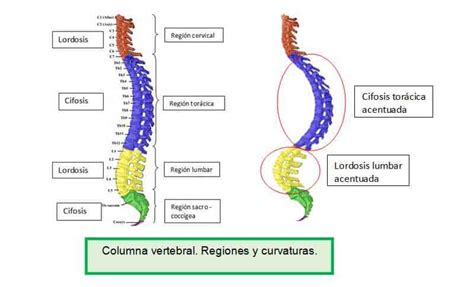 Funciones Columna Vertebral Paradigmia