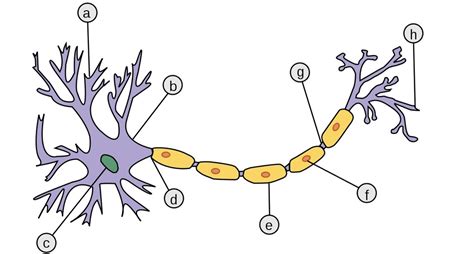 Chapter 7 Nervous System Note Test 1 Diagram Quizlet