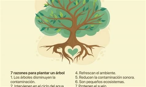 Día Del Árbol Plantar Y Cuidar Un árbol Es La Mejor Cosecha De