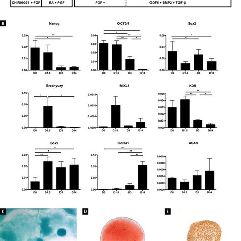 Chondrogenic Differentiation Of Human Pluripotent Stem Cells Human