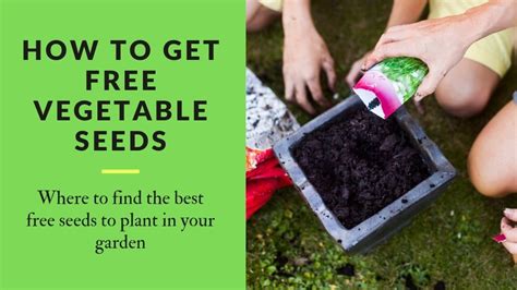 The Best Places to Get Free Vegetable Seeds For Your Garden