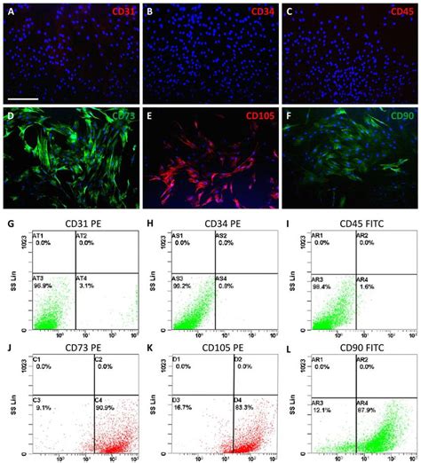 Phenotypic Characterization Of HADSCs By Immunofluorescence And Flow