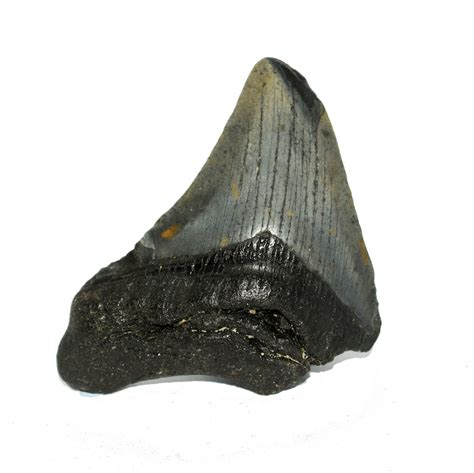 Megalodon Tooth Fossil Jurassic Jacks Fossil Shack