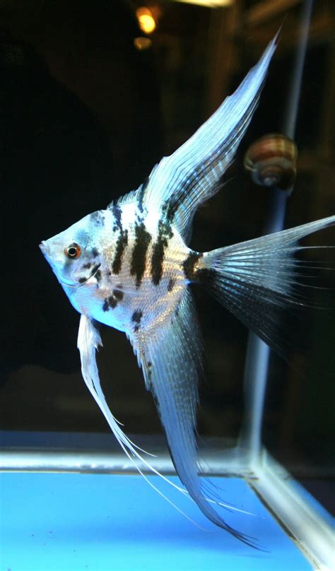 freshwater angelfish