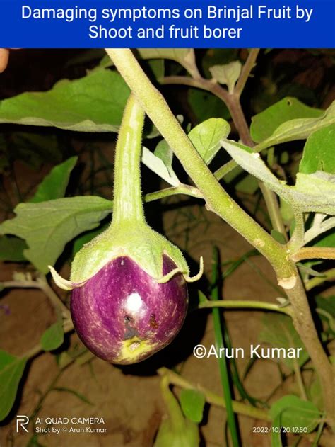 Damaging Symptoms On Brinjal Fruit By Shoot And Fruit Borer Leucinodes Download Scientific