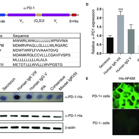 Characterization of self delivered α PD 1 scFv A Schematic