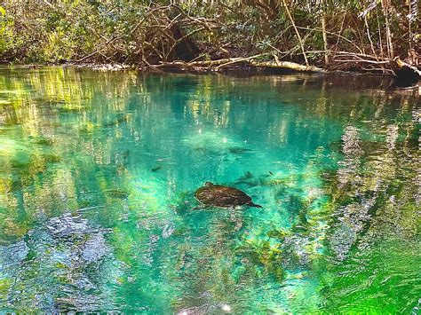 Weeki Wachee Springs 2023 What To Know Before You Go