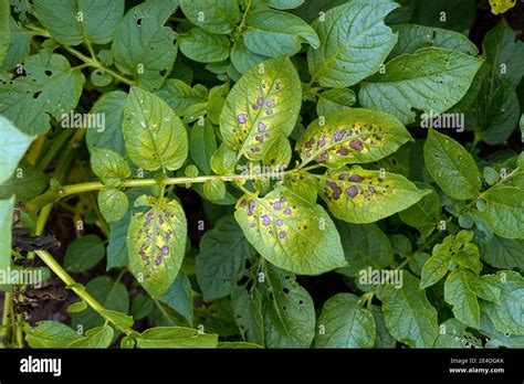 Necrosis And Chlorosis On Potato Leaflets A Symptom Of Magnesium