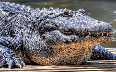 Online crop | HD wallpaper: gray crocodile, dangerous, face, predatory, reptile, animal ...