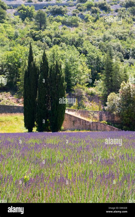 France French Cypress Trees Hi Res Stock Photography And Images Alamy