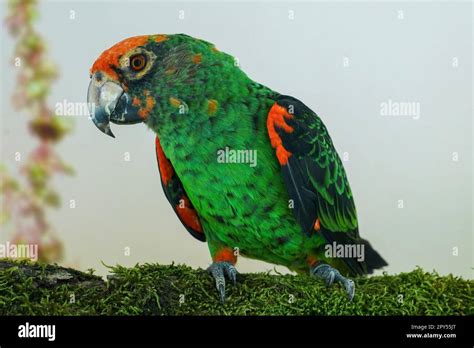 red fronted parrot  jardines parrot stock photo alamy