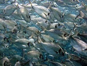 fish numbers outpace human population  scientist