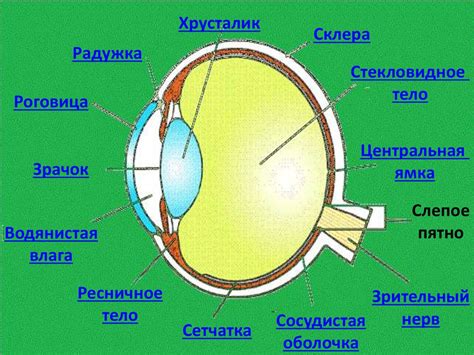 Зрительный анализатор - презентация онлайн