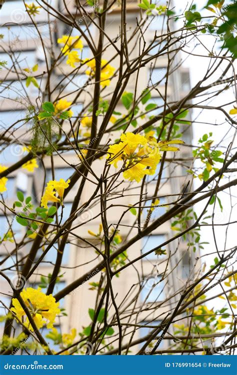 Blooming Guayacan Or Handroanthus Chrysanthus Or Golden Bell Tree Stock