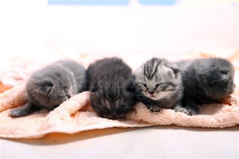 New Born Kittens First Day Of Life Stock Photo Image Of Babies