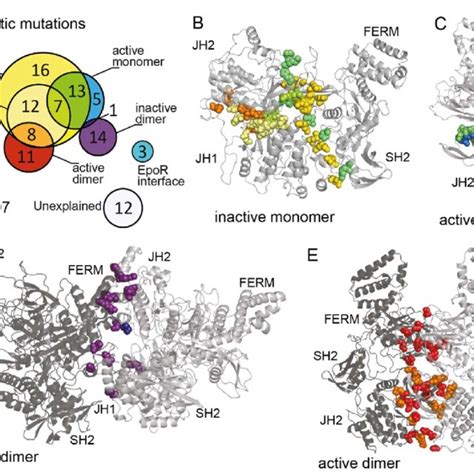 Somatic Cancer Mutations Mapped To The Models A Venn Diagram Of