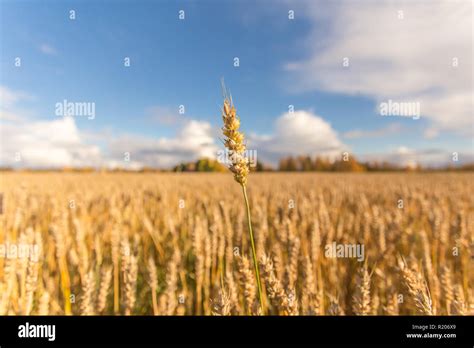 Landwirtschaft Finnland Fotos Und Bildmaterial In Hoher Aufl Sung Alamy