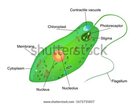 Diagram Of Euglena Coloring Page With Structure Of Euglena Viridis